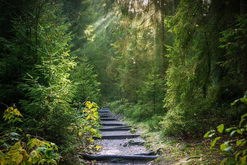 Un chemin dans une forêt, mon parcours (Jean-Philippe Bosc)